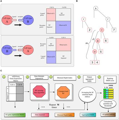 LR Hunting: A Random Forest Based Cell–Cell Interaction Discovery Method for Single-Cell Gene Expression Data